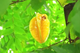 天然的“补钾果”找到了，其丰富的钾质，对高血压患者非常有用