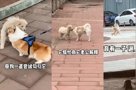 流浪母狗勾引柯基，不料出轨过程全被公狗目睹，气到离婚带走狗崽视频封面
