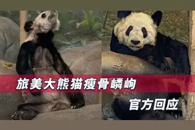 旅美大熊猫瘦骨嶙峋，疑出现严重刻板行为，官方终于作出回应视频封面