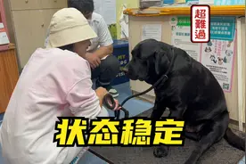 很多朋友帮助，狗狗状态稳定可以少量进食，狗狗被蜱虫咬了怎么办视频封面