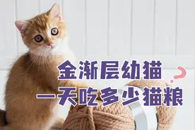 一天要喂金渐层幼猫吃多少猫粮，你知道吗？视频封面