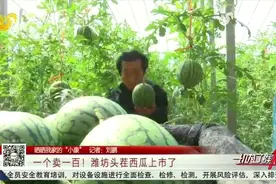 1个瓜卖100元！潍坊寒亭“头茬西瓜”开棚上市，每一口都“精彩”视频封面