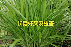农村大伯用醋种韭菜厉害了！不仅长势好没病虫害，割完一茬接一茬视频封面