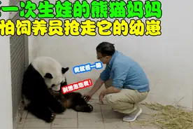 第一次当妈的大熊猫，怕幼崽被饲养员抢走，将幼崽紧紧搂在怀中！视频封面