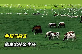 让母牛和公马杂交，能生下牛头马面吗？视频封面