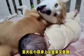 柴犬在小孩面前疯狂走位，嘴里不停哼哼：来陪我玩呀视频封面