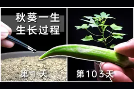 我耗时103天拍摄23500张图片，黄秋葵的一生，种子到开花再到结果