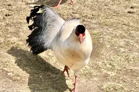 白马鸡，我国独有的高原凤凰，如此优雅美丽开口一嗓子却令人捧腹视频封面