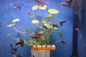 鱼缸停泵多久硝化细菌不会死？如何判断它还活着？一说你就明白视频封面