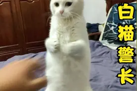 训练警猫，试试看我的猫能不能做白猫警长！视频封面