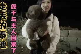 小徐把走丢的泰迪救回基地，今天晚上主人来基地把它领回家了视频封面