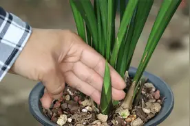 兰花开完花之后，经常给它喷一种水，粗壮的新芽蹭蹭蹿！视频封面