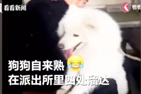 萨摩耶闯进派出所 自来熟的让警察蜀黍受不了：谁的狗，快带走！视频封面