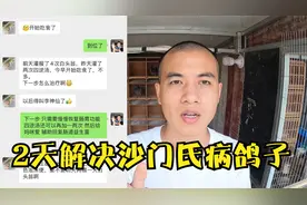 鸽友案例：鸽子沙门氏不吃食两天时间，2个中药方2天时间轻松搞定