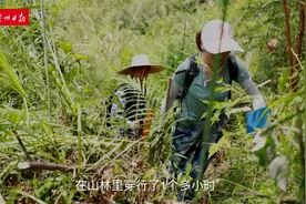 95后藏族姑娘来粤当林业工程师，为圆林业梦爬遍广东大小山头视频封面
