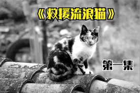 小猫刚出生就失去猫妈妈，小小年纪便不得不承担生活的种种压力视频封面