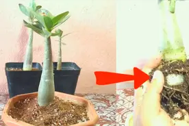将扦插繁殖的沙漠玫瑰养成盆栽，换盆时做好这几点很关键视频封面