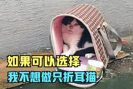 生病的折耳猫，被主人连猫带包丢在雨中，它忍着疼痛讨好陌生人视频封面