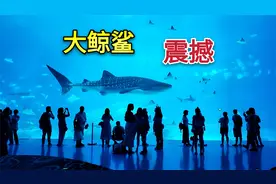 实拍全球最大的海洋馆，珠海长隆海洋王国，海底世界太让人震撼了视频封面