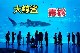 实拍全球最大的海洋馆，珠海长隆海洋王国，海底世界太让人震撼了视频封面