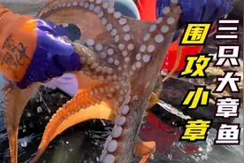 小章赶海遇到危险！被三只深海巨型章鱼围攻！脚和胳膊被缠住！视频封面