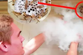 用干冰熏马蜂窝，歪国人少的原因...视频封面