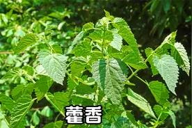 藿香，很古老的药用植物了，既能当香料也能做菜吃视频封面