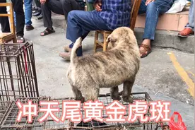 广西乡镇寻找土猎，碰到一个冲天尾黄金小虎斑，品相蛮不错