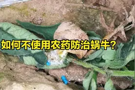 农村种菜，用草木灰防治蜗牛，效果不比农药差，关键绿色健康！视频封面
