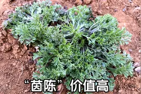 白蒿别名“茵陈”煮水，300元一斤抢着挖，看看到底有啥珍贵？视频封面