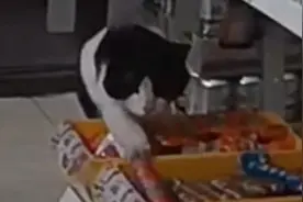 母猫天天来偷火腿肠，女店主“怒”曝光盗窃全过程，下一幕太暖心视频封面