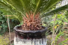 铁树又瘦又小？教你一招，养出漂亮“大肚子”，叶片茂盛油绿视频封面