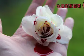 《红》 张国荣@短视频导师默辞m @老赵说事666888 @无双清泉mv视频封面