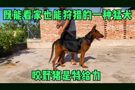 耀州红犬，性格凶猛攻击性强，看家护卫一流犬，大家来欣赏了解下视频封面