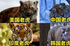 这四个国家的老虎，你觉得哪个更厉害？隐藏在雪地的老虎见人就咬视频封面