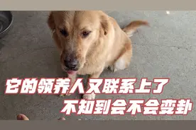 大金毛马上就有新主人了，它的领养人又联系上了，还会变卦吗？