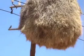 电线杆上一坨大草堆，世界上最大的鸟巢，住的是什么鸟？视频封面