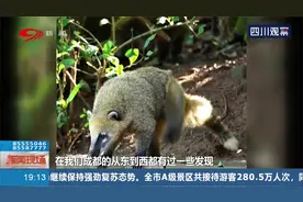 野生动物“进城入村”，我们应该怎么做？动物为何离家进城？视频封面