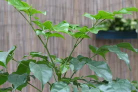 幸福树换盆之后做好3点，新叶长得茂盛视频封面