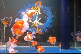 自来水不困水可以直接加入鱼缸吗？如果直接加鱼缸需要注意什么？视频封面