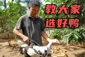 农村大哥教你怎么选鸭，学会这几招，买的鸭子漂亮又好吃
