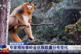 赞！秦岭金丝猴数量增加到近5000只视频封面