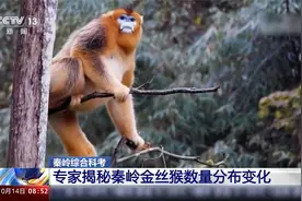 赞！秦岭金丝猴数量增加到近5000只视频封面