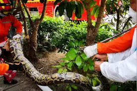 深圳#50斤巨蟒在工业园蒸汽管下安家#，长三米八视频封面