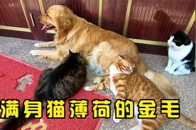 把金毛满身撒上猫薄荷，让它体验一把被猫咪围绕的感觉视频封面