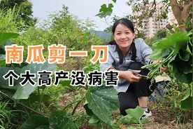 种植南瓜高产有诀窍，小妹教您这里剪一刀，后续个大没病害视频封面