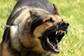 “狗狗不咬没见过面的自家人”，它真的能分辨吗？看完恍然大悟！