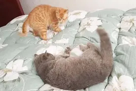 都说猫咪是独居动物，但是我认为两只更好，每天都很欢乐视频封面