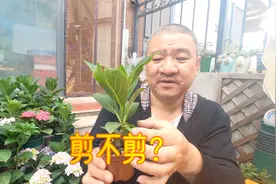 去年扦插的绣球“独杆”小苗，要不要打顶促分枝？园艺人经验分享视频封面