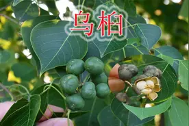 农村壮观风景树“乌桕”，别称叫“爆米花树”，叶子可杀虫与解毒